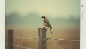 Small Bird Perched On Wooden Fence Post