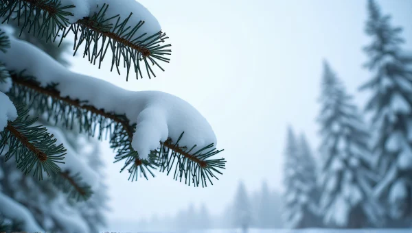 Snow-Covered Pine Trees Low Angle Close-Up