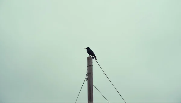 Solitary Bird Perched on Weathered Utility Pole