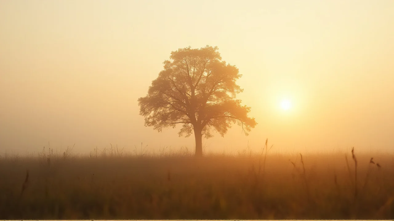 A solitary brown-leafed tree stands in a misty meadow during golden hour.
