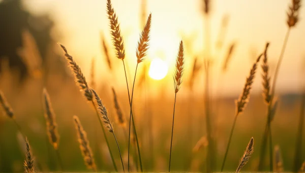 Tall Meadow Grasses With Seed Heads At Golden Hour