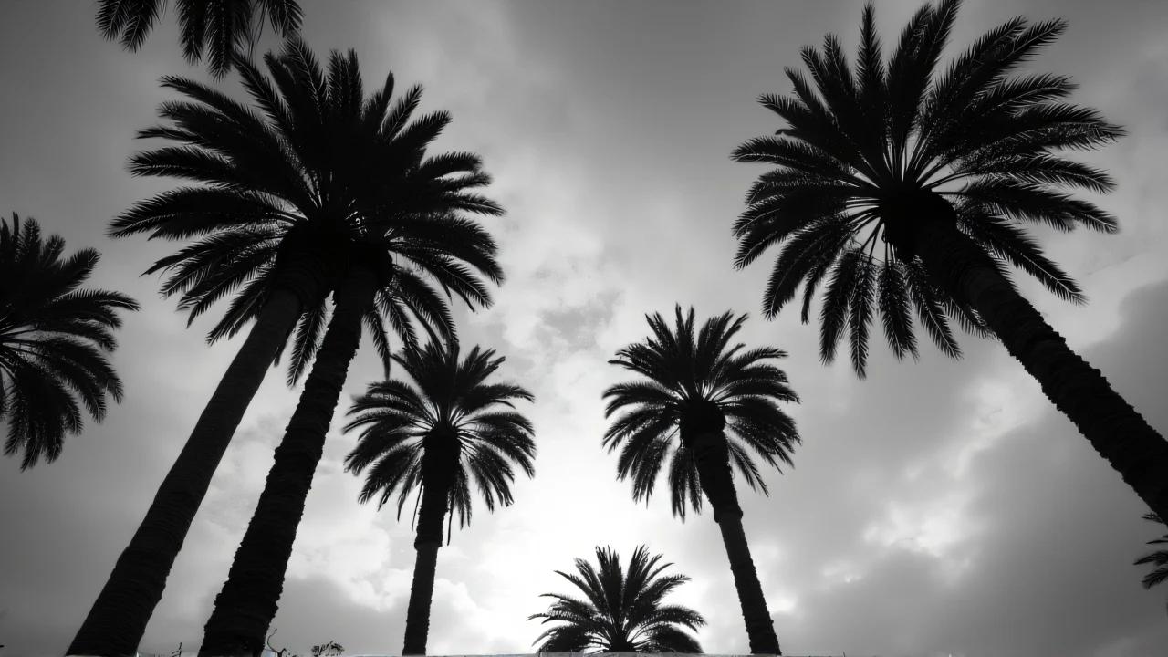 Grayscale image of tall palm trees with a dramatic sky backdrop.