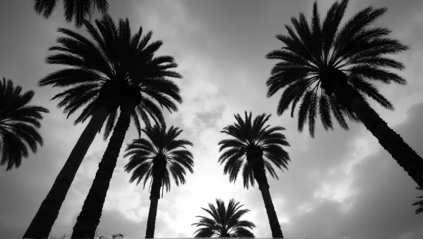 Tall Palm Trees Against Dramatic Sky