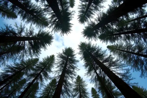 Towering Conifers Against Patchy Sky
