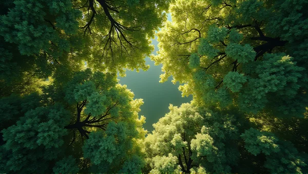 Tree Canopy Mosaic With Light Shafts and Shadows