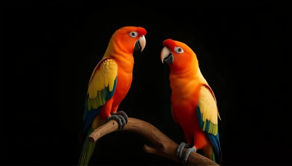 Tropical Parrot Portrait With Vibrant Orange Feathers