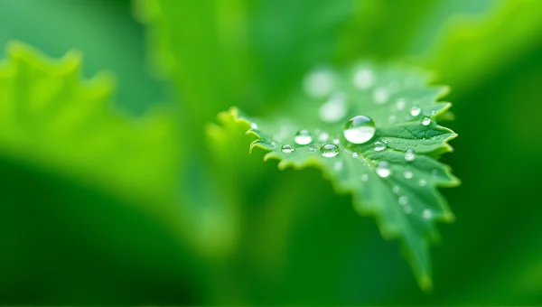 Water Droplets On Green Leaves Macro image