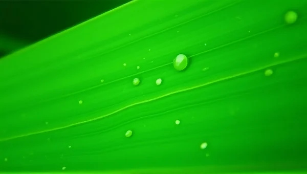 Water Drops On Green Leaves Texture Close-Up