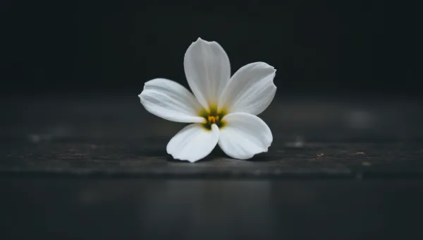White Flower Bloom Close-Up On Dark Wood Table