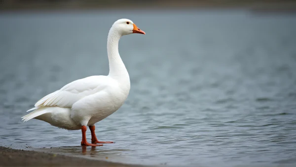 White Goose by Water with Soft Reflection
