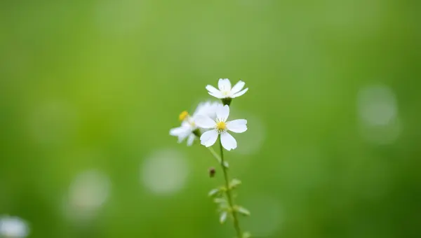 White Petal Flowers Close-Up with Soft Focus