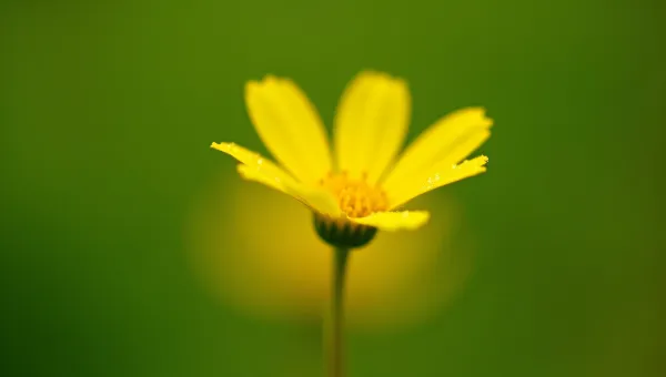 Yellow Flower Close-Up With Dewy Petals
