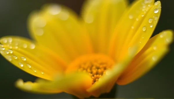 Yellow Flower With Water Droplets Macro Close-Up