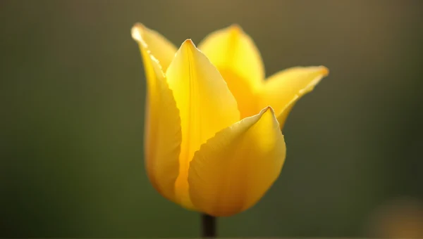 Yellow Tulip Blossom Close-Up With Dew Drops